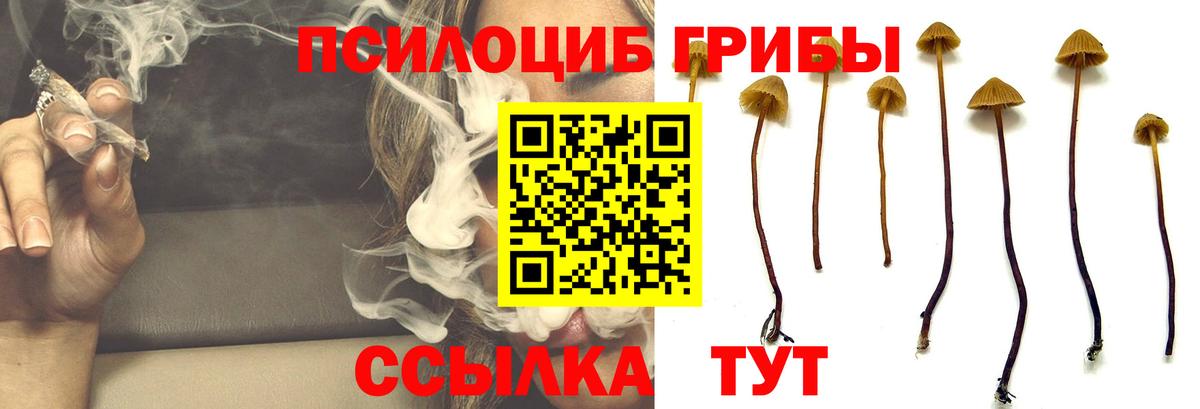 Галлюциногенные грибы прущие грибы Калининград